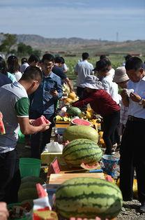 宁夏兴仁镇硒砂瓜免费吃,免费品尝大自然的馈赠”  第2张