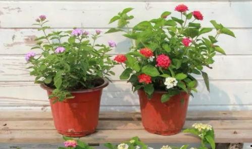 杜大姐最新爆料视频,惊人内幕大公开! 第3张 杜大姐最新爆料视频,惊人内幕大公开! 第3张